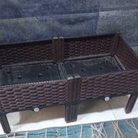 سندانة أمازون • شتلة للزرع