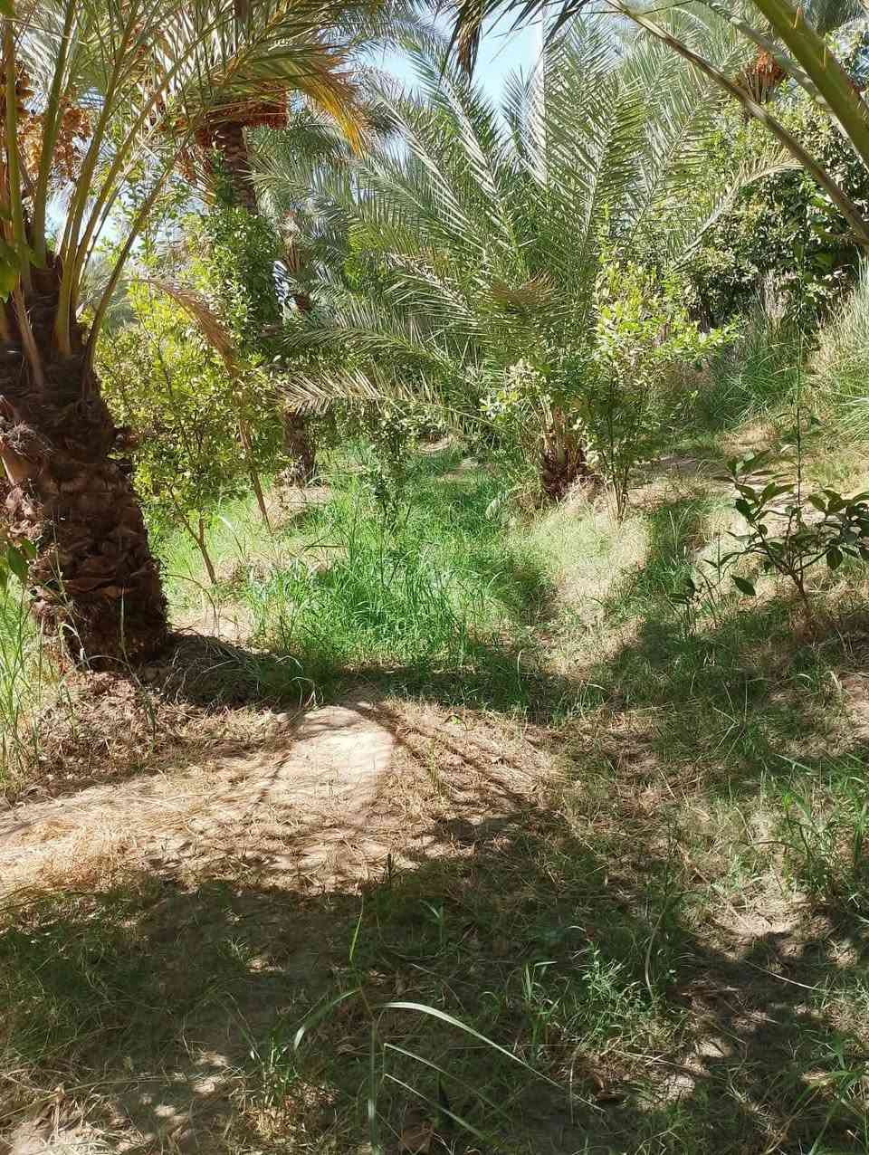 سلام عليكم توجد مزرعة للبيع المساحه دونمين تحتوي على بيت وحقل دواجن طابو زراعي سند ٢٥ تحويل بسم المشتري مباشر العنوان بغداد الراشديه قرب البحيره الاتصال على الرقم ***********
