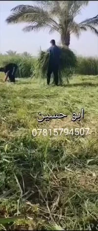 بذور • بونيكام_الاسباني_درجة_اولى • بروتين_25٪