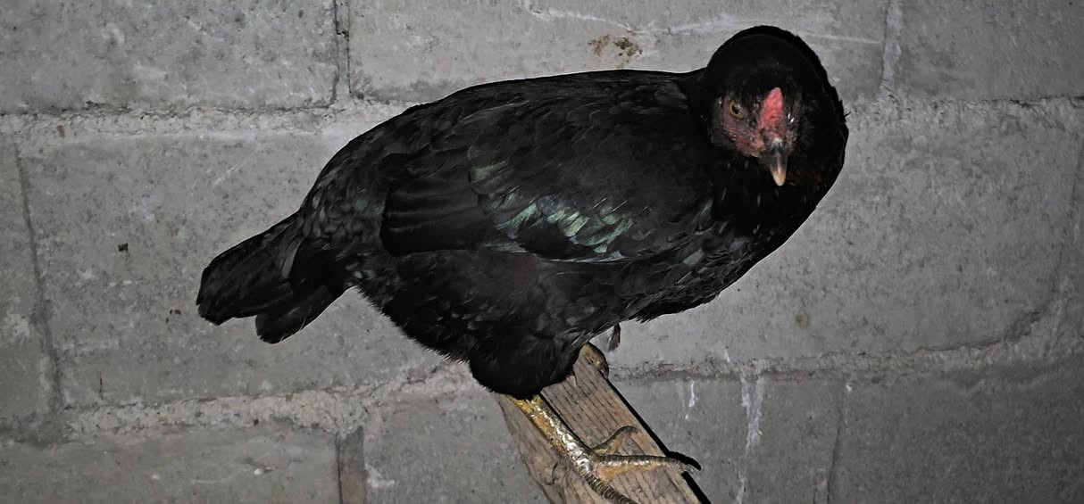 ئەوسی مریشک و کەڵەشێرە بۆ ڤرۆشتن 
دووڕەشەکە خۆماڵین 
سورەکەش ئێرانیە
کەڵەبابەکەش خۆماڵیە
ساخ و تەندروستن 
هی ماڵ خۆمن


**إذا كنت صاحب هذا الإعلان وتريد حذفه لأي سبب، رجاءا أرسل رسالة إلى الدعم الفني**