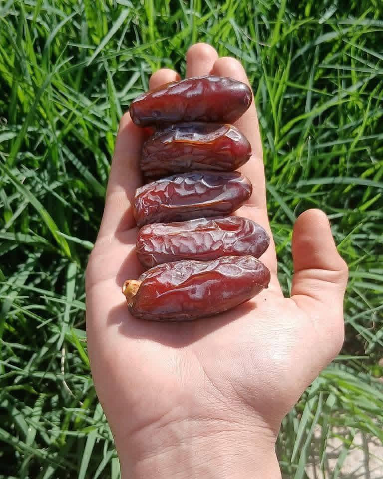 🕋 بركة الحج وضيافة الخير..  وفرانلكم هدية الحاج 😁سطل التمر "البلكة يحتوي ع 6كيلو 🌴
حج مبرور وسعي مشكور، وذنب مغفور إن شاء الله..
لأن ضيافة الحجاج إلها طعم خاص وبركة ما تنوصف، جهزنا لكم "سطل الخير والبركة" من أفخر أنواع تمور البلكَ العراقية الأصيلة.يتوفر توصيل 🚚 لكل محافظات العراق ***********
