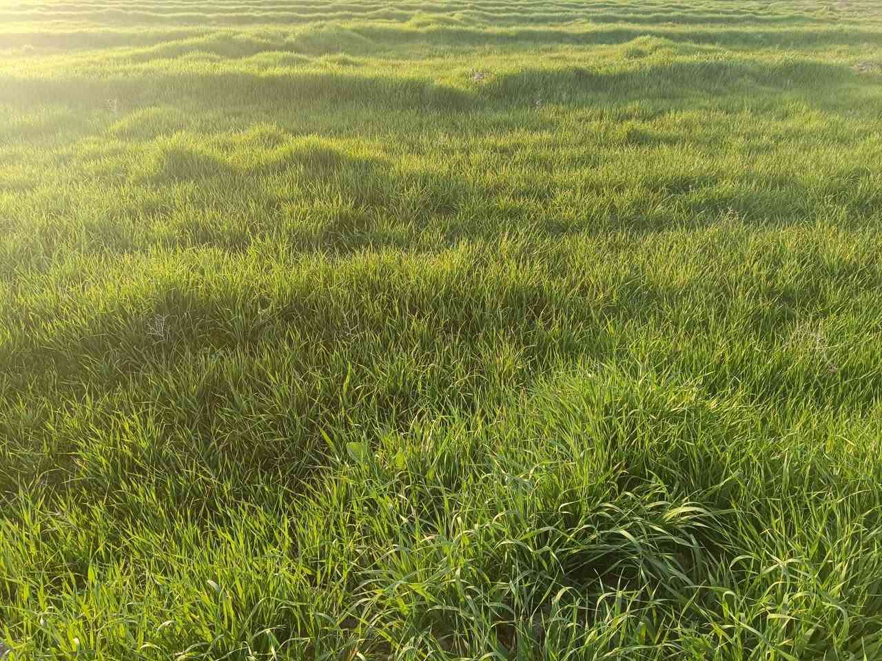 سلام عليكم 
زرع بور للبيع 15 دونم قرب قرية الهوز 
***********
