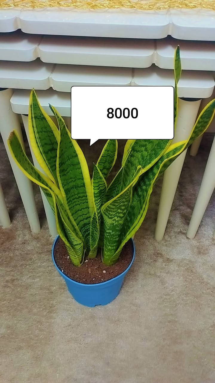 للبيع


**إذا كنت صاحب هذا الإعلان وتريد حذفه لأي سبب، رجاءا أرسل رسالة إلى الدعم الفني**