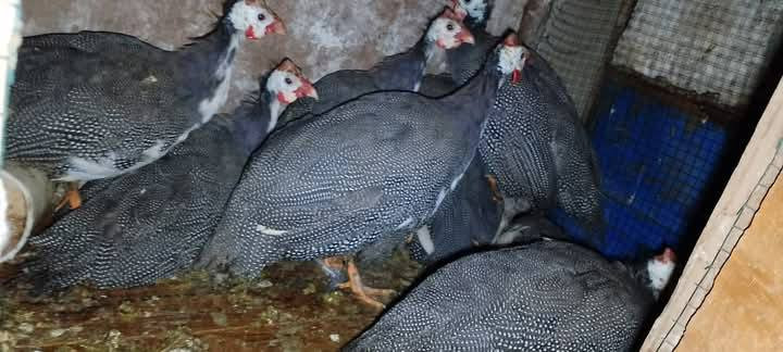 للبيع فرعوني عدد 10 نصحات فول صحه نشاط مكان موصل جانب ايمن شراي يتصل ع رقم يدلل ***********
***********
