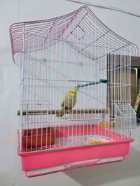 كوكتيل • فرخ اليف • مع قفص