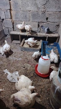 دجاج • محلي • ١٠ دجاجات