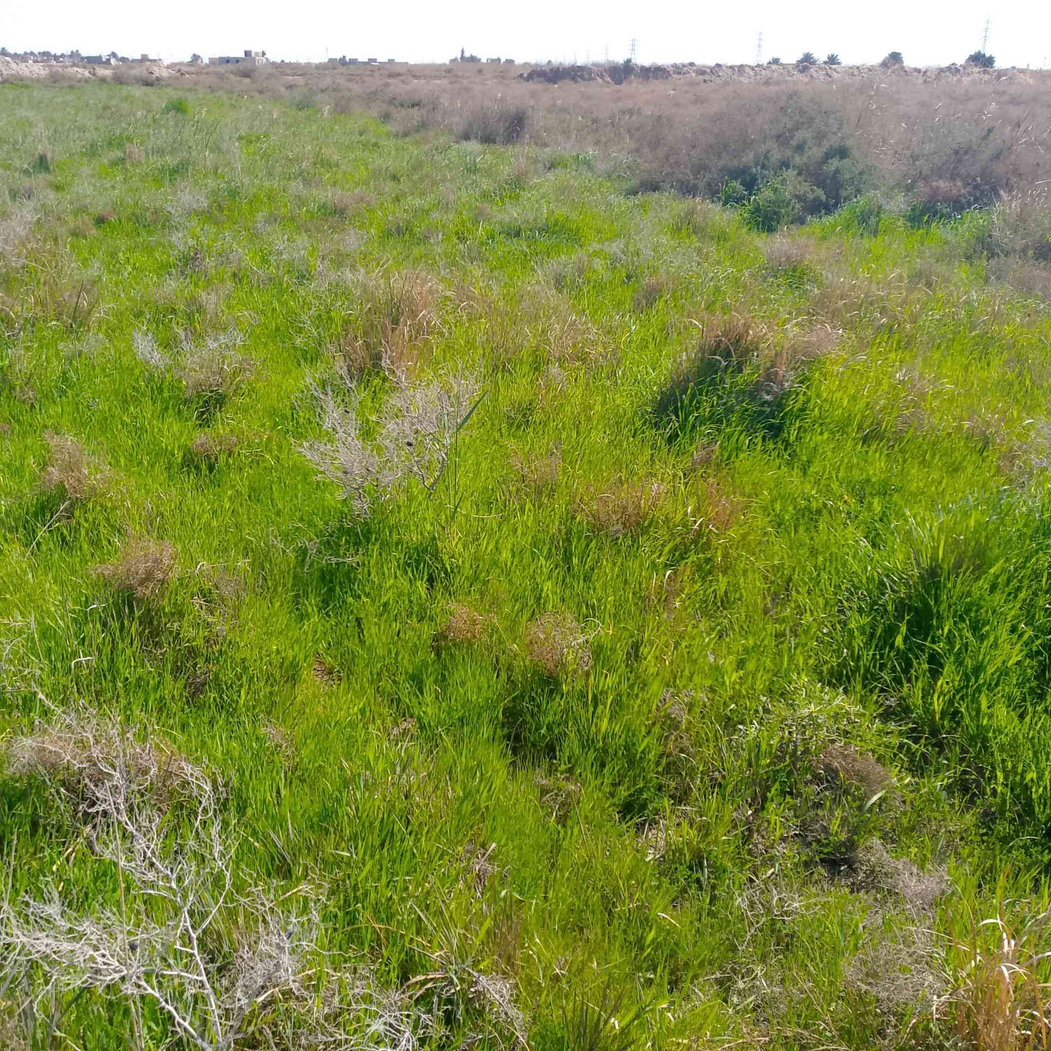 زرع للبيع شعير 7 دوانم بور دونمين ثخينات و5 فرجات مال سراحه الصور مو واضحات المكان البخلف الثانيه بسعر مناسب الشراي يراسل خاص او يتصل على الرقم ***********
