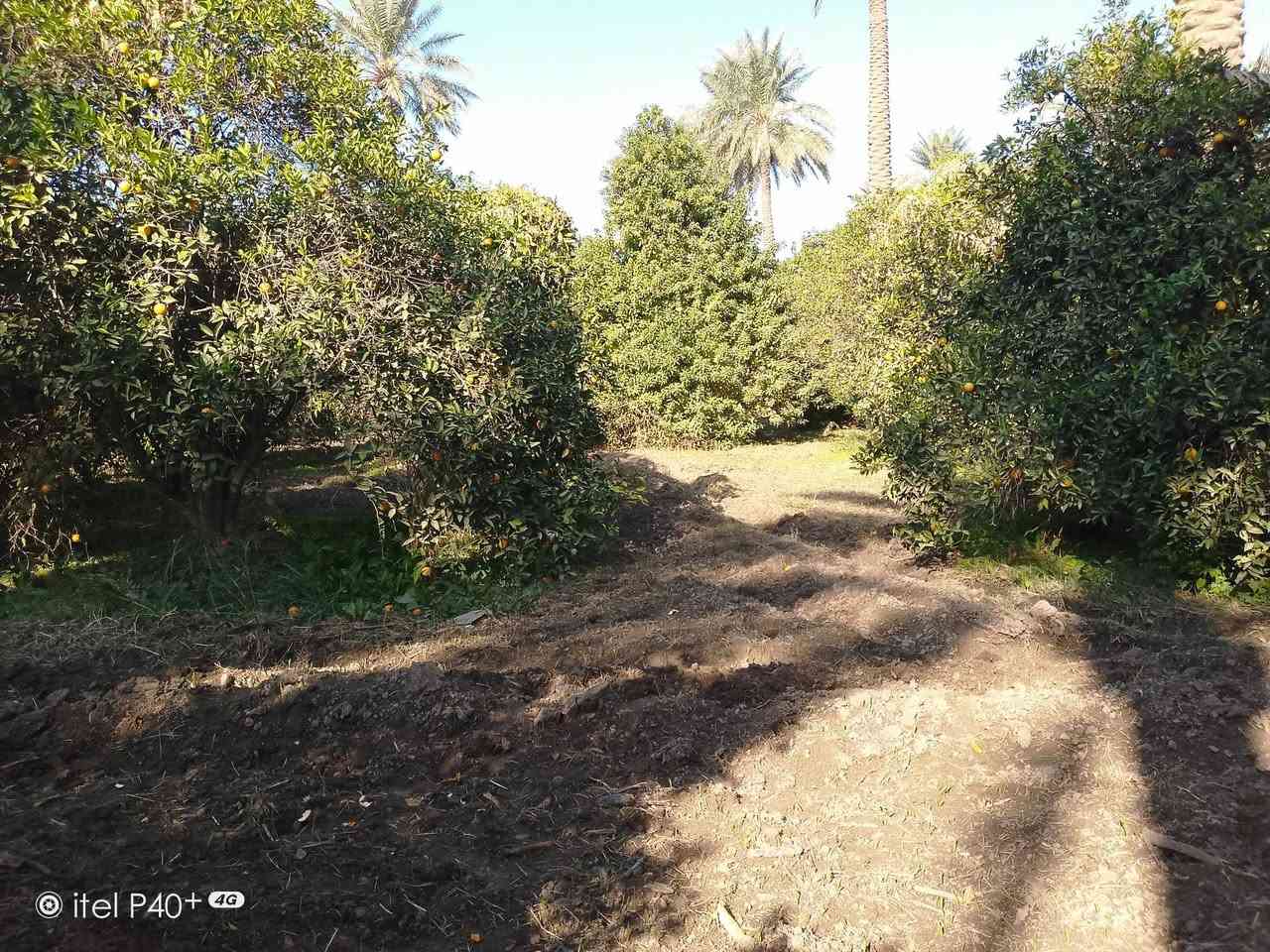 بستان 5دوانم طابو زراعي شاطيه للتواصل ***********
