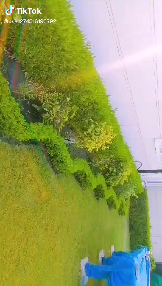 السلام عليكم تصميم  وقص الاشجار وترتيب وعمل سياجات وزرع انواع الثيل والورود والرزق على الله اريد منكم ترفعولي منشوربلا امر عليكم اكون ممنون منكم *********** /////***********
