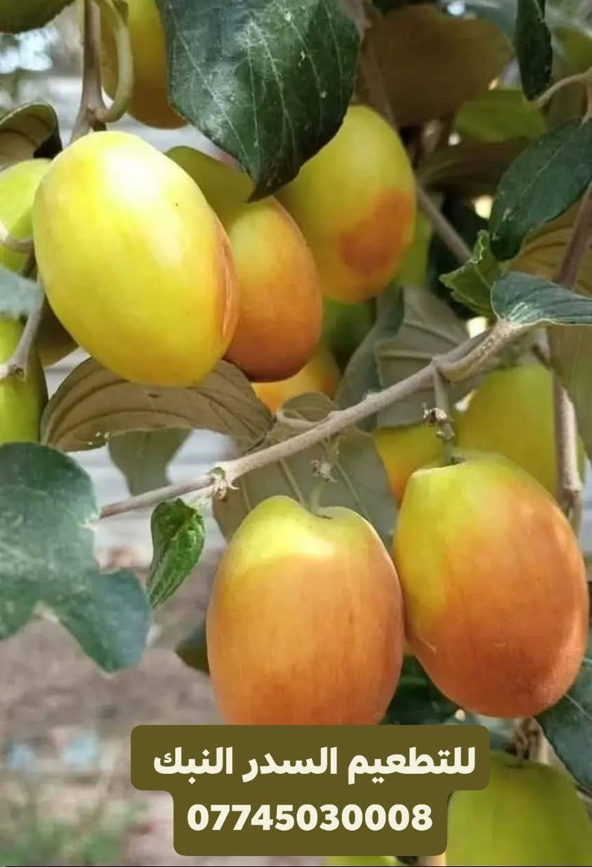 مستعدين #لتطعيم كافة #أشجار السدر داخل #ديالى وبغداد وباقي المخافضات #
أصناف #متعدده ***********وتس

باكستاني #أحمر

عرموطي #تايلندي

عرموطي بدون #بذور

تفاحي #بصراوي

تفاحي #رئاسي كمثره
