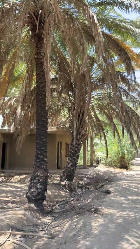 السلام عليكم👋للبيع بستان او قطعة أرض ملك صرف سند مستقل المساحة الكلية هي(5دوانم/12500m)تحويل مباشر بأسم المشتري ليس إقرار محكمة في دائرة التسجيل العقاري التحويل الواجهية(57m)والنزال (230m)بيها شارع جانبي عرض الشارع هو(10m)باقي التفاصيل داخل الفيديو الموقع بغداد(الراشدية/المهندسين/قرب البحيرة)للأستفسار *********** #جزيرة_بغداد_السياحية #viralvideo #tiktok #foryoupage #fyp 
