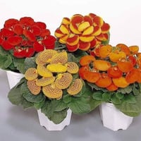 البقجة • حقيبة الست • ألوان متعددة