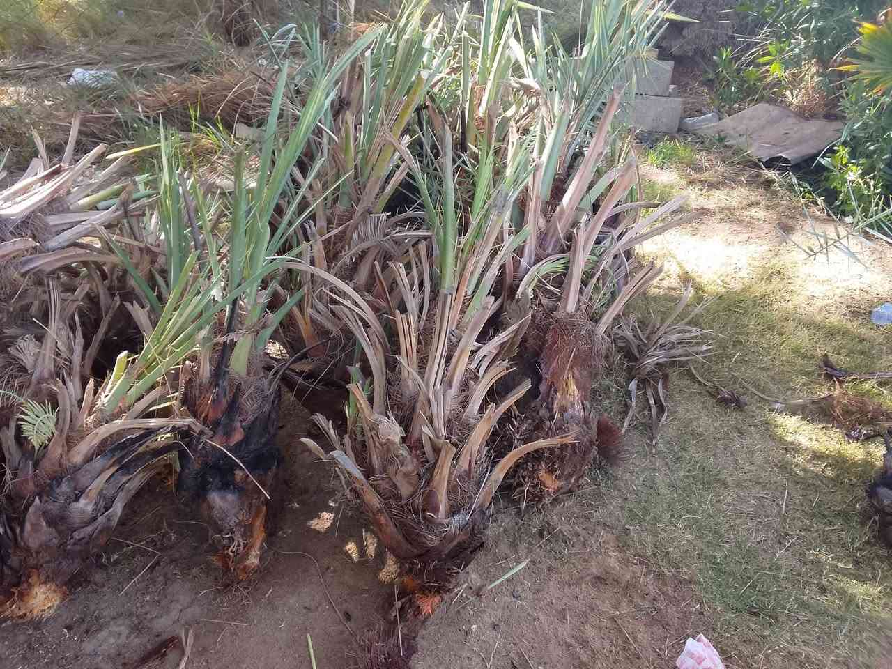 50فسيل حلاوي بجذورة
***********
