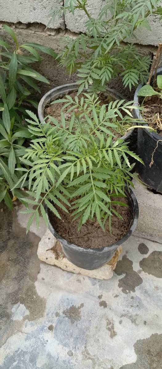 زرع للبيع بسعار مناسبه جدا زرع بيت
⚠️نتران سنادين زغار لعدد ١٦وياهن اقحوان وورد القديفه  
٥٠٠دينار سندانه 
⚠️ورد القديفه الحولي القطمر يضل ع طول سنه مزهر حجم سندانه كبير ومسمد وجاهز وبدايه تزهير سندانه كبيره الفين 
العدد ٣ب٥
⚠️ريحان عطري كويتي لعدد ٢ قطعه بالف 
⚠️ابو خنجر لاتيني دايه بيه اكثر من شتله بلف 
⚠️نتران حجم كبير امايات تعال وكاثر منهن قطعه بالفين خشنات 
⭕الماعده يجي ياخذ بلاش 
مكاني البصرة زبير


**إذا كنت صاحب هذا الإعلان وتريد حذفه لأي سبب، رجاءا أرسل رسالة إلى الدعم الفني**