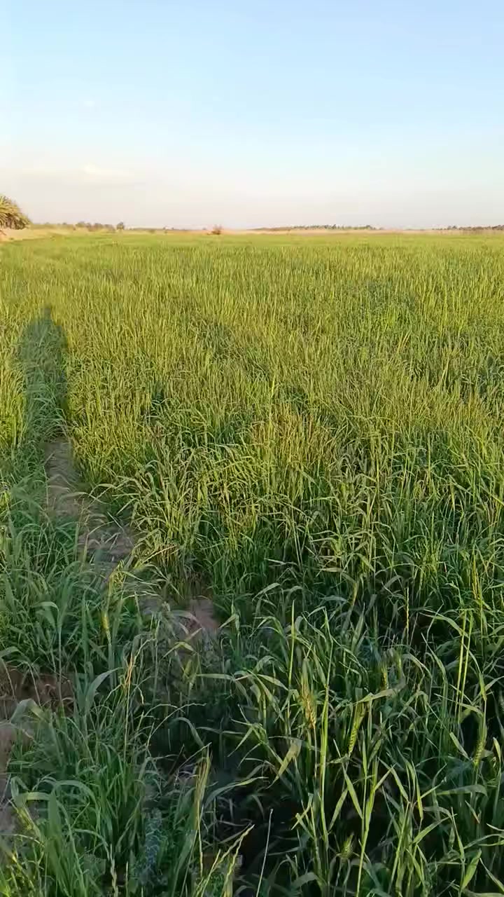 ارض ضمان
ارض ضمان
يتوفر ارض ضمان (14 دونم) قريبة على الشارع ويتوفر كافة الخدمات من الماء والشارع ومحاطة بالانهر من جهاتها والتفاصيل داخل الصور وللاستفسار اكثر اتصال‏‪***********‬‏
