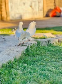 عرايس • زوجين • يبيضن