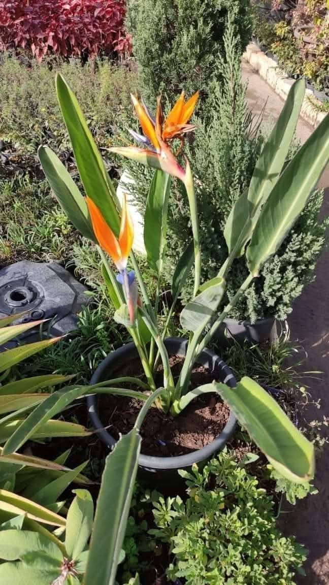 نبات عصفور الجنة
من نوادر النباتات الشبه ظلية 
توفرت لدينا شتلاته  العنوان بغداد المنصور الداوودي خلف ثانوية الفضيلة واتساب 
*********** 
سعر الشتلة ١٢ الف 
🌿 نبات عصفور الجنة – Bird of Paradise 🌿
نبات عصفور الجنة يُعرف بأوراقه الكبيرة والشبه الاستوائية وزهوره المذهلة التي تشبه طائر الجنة، وهو من النباتات الداخلية والخارجية الرائعة التي تضيف لمسة طبيعية استوائية لأي مكان.
✅ مواصفات النبات
الاسم العلمي: Strelitzia reginae
الأوراق: كبيرة، خضراء، لامعة
الزهور: برتقالية وزرقاء، تشبه منقار الطائر
النمو: سريع في الأماكن المشمسة
🌞 طريقة العناية بنبات عصفور الجنة
الإضاءة:
يحتاج ضوء ساطع ومباشر، ويفضل أن يكون بجانب نافذة مشمسة. يمكنه تحمل الضوء الجزئي لكن النمو والزهور ستتأثر.
التربة:
تربة غنية بالمواد العضوية، جيدة التصريف. يمكن خلط التربة مع الرمل أو البيرلايت لتحسين التصريف.
الري:
ري متوسط، مع تجنب تراكم الماء في قاعدة الأصيص. في الصيف يمكن زيادة الري، أما في الشتاء فقلل الري لتجنب تعفن الجذور.
السماد:
استخدم سماد متوازن (NPK 10-10-10) مرة كل شهر أثناء فترة النمو.
درجة الحرارة:
يحب الدفء، ويفضل درجات حرارة بين 18 – 28° م. يحمي من الصقيع والبرد القارس.
التقليم:
إزالة الأوراق الذابلة أو التالفة للحفاظ على صحة النبات.
🌱 طريقة تكاثر عصفور الجنة
التكاثر عن طريق البذور:
نقع البذور في ماء دافئ لمدة 24 ساعة قبل الزراعة.
زراعتها في تربة خفيفة ورطبة، وغطّها بلاستيك للحفاظ على الرطوبة.
يحتاج الإنبات حوالي 4 – 6 أسابيع.
التكاثر عن طريق التقسيم:
فصل الجذور عند إعادة زرع النبات، مع التأكد أن كل قسم يحتوي على جذور وأوراق صحية.
زراعة كل قسم في أصيص مستقل مع تربة جيدة التصريف.
💡 نصائح إضافية
أوراق النبات قد تتجمع عليها الغبار، تنظيفها بقطعة قماش مبللة يحسن من امتصاص الضوء.
لإنتاج الأزهار بشكل أفضل، تأكد من توفير ضوء كافي وري معتدل وتسميد
