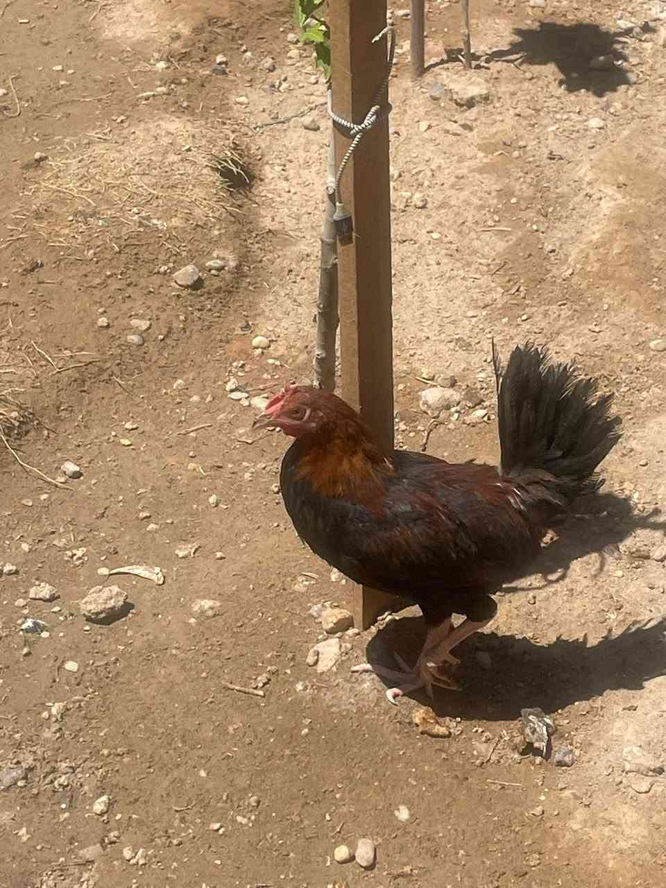 دجاج عرب مال بيت سعر زوج 23 جماعت 20لحد يتعب روحة  14طير 6ديوكه والبقيه دجاج عمرهن 3شهر ونص


**إذا كنت صاحب هذا الإعلان وتريد حذفه لأي سبب، رجاءا أرسل رسالة إلى الدعم الفني**