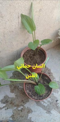 شتلات • توصيل مجاني • طوز