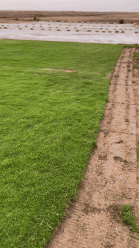 ثيل • ديالى • هندي