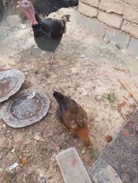 فحل فسيفس • بروانه