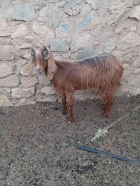عنز • تحلب • الحي العسكري