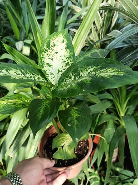 خلي نبتتك توصلك للباب بدون عناء 🌿🚚
بابونج ستور 🌼 يوفر لكم أجمل نباتات الضلية والخارجية وبأسعار مناسبة وجودة مضمونة ✨
اختار نبتتك واترك الباقي علينا… التوصيل متوفر لكل أحياء الموصل والمحافظات.

للطلب والاستفسار: ***********
بابونج… نبتة تغيّر مزاجك وتضيف روح لبيتك 💚🌼
