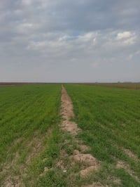 نواظم البتيره • ٥٧ دونم • سند٢٥