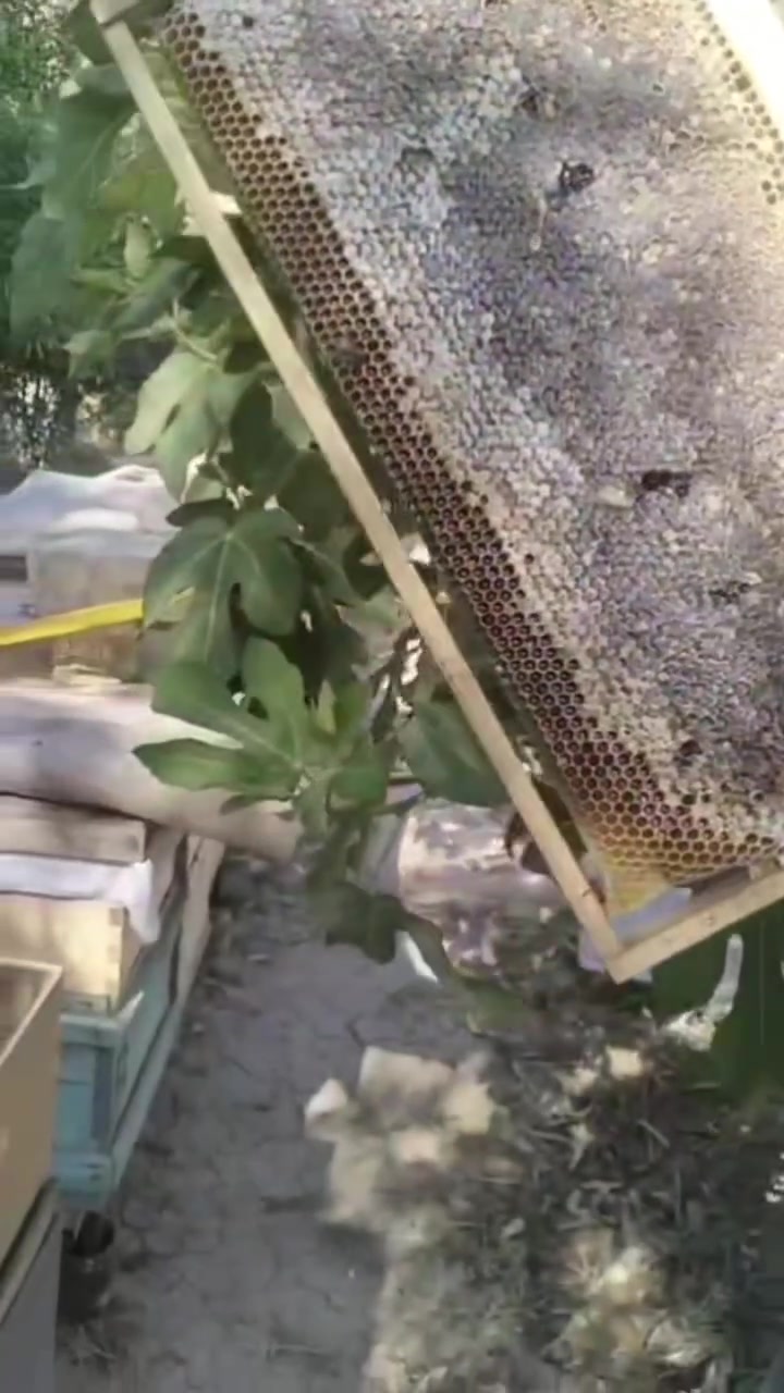 لأن صحتكم هي رأس مالكم.. اختاروا الصافي المضمون 🔬🍯
​العسل الطبيعي مو مجرد حلاة، هو صيدلية ربانية متكاملة لتقوية المناعة ومقاومة الأمراض.في "كنوز الرحيق"، نضمن لكم عسلاً نقياً 100% مستخلصاً من مناحلنا الخاصة، وخاضعاً لأعلى معايير الفحص المختبري ليوصلكم بكامل قيمته الغذائية والعلاجية وبدون أي إضافات.
​لا تساوم على صحة عائلتك، واطلب العسل الأصلي من مصدره الموثوق 🐝.
​📍 موقعنا: كركوك
🚚 التوصيل: متوفر لكافة محافظات العراق
📥 للحجز أو الاستفسار يسعدنا تواصلكم معنا عبر مراسلة الصفحة (الخاص)
​#كنوز_الرحيق #عسل_طبيعي #كركوك #عسل_علاجي #صحة_وعافية #ريلز_العراق #عسل_اصلي #العراق


**إذا كنت صاحب هذا الإعلان وتريد حذفه لأي سبب، رجاءا أرسل رسالة إلى الدعم الفني**