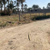 المدائن سلمان باك • ١٠٠٠م • طابو زراعي