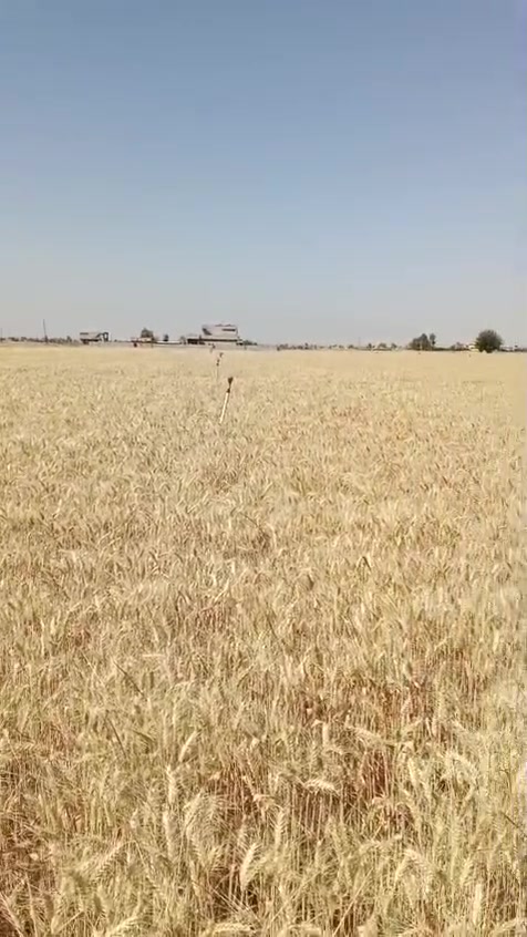 حنطة باجران من شركة kws الألمانية  بنت المغلف نقاوة 100٪ حنطة ممتازة جداً بأشراف المهندس ابراهيم حسن الياسين والحقل موضح اامامك عزيزي الفلاح السعر 900
#للبيع
حنطة صنف  باجران من شركة kws الألمانية  بنت المغلف نقاوة 100٪ حنطة ممتازة جداً بأشراف المهندس ابراهيم حسن الياسين والحقل موضح اامامك عزيزي الفلاح السعر 900
حصاد اليوم تاريخ الزراعه 11/18 انتاج خير من الله انصح الفلاح الاتجاه صوب صنف الباجران غلة قليلة انتاج وفير
رجاءً (قل خيراً او اصمت)
للأستفسار الاتصال بالرقم
***********
او***********
