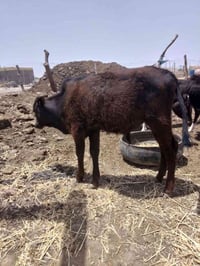 عجل اسود • مفقود • سوق الشيوخ
