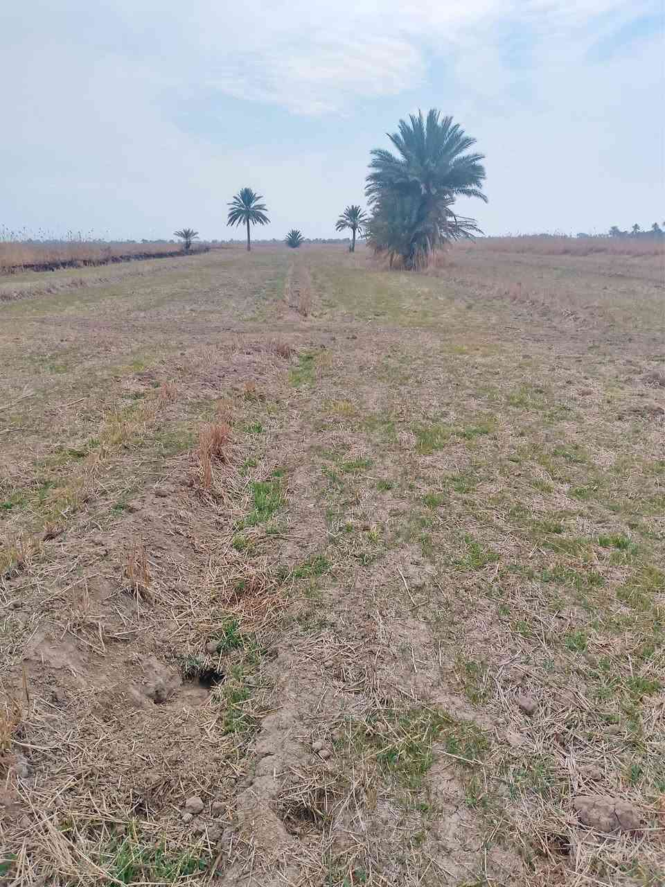 سلام عليكم رض للبيع سند 25 لمكان بابل الشوملي تبعد عن ناحيه الشوملي 5 كلو قربه على جسر شوملي دغاره منطقة لضلميه ماء متوفر شتاء وصيف لأرض صالحه 100٪100.    راح احط رقمي شراي بي خير أو يدلل /***********/
