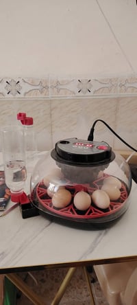 ريموت دنكا • كاميرات • فقاسة ١٢