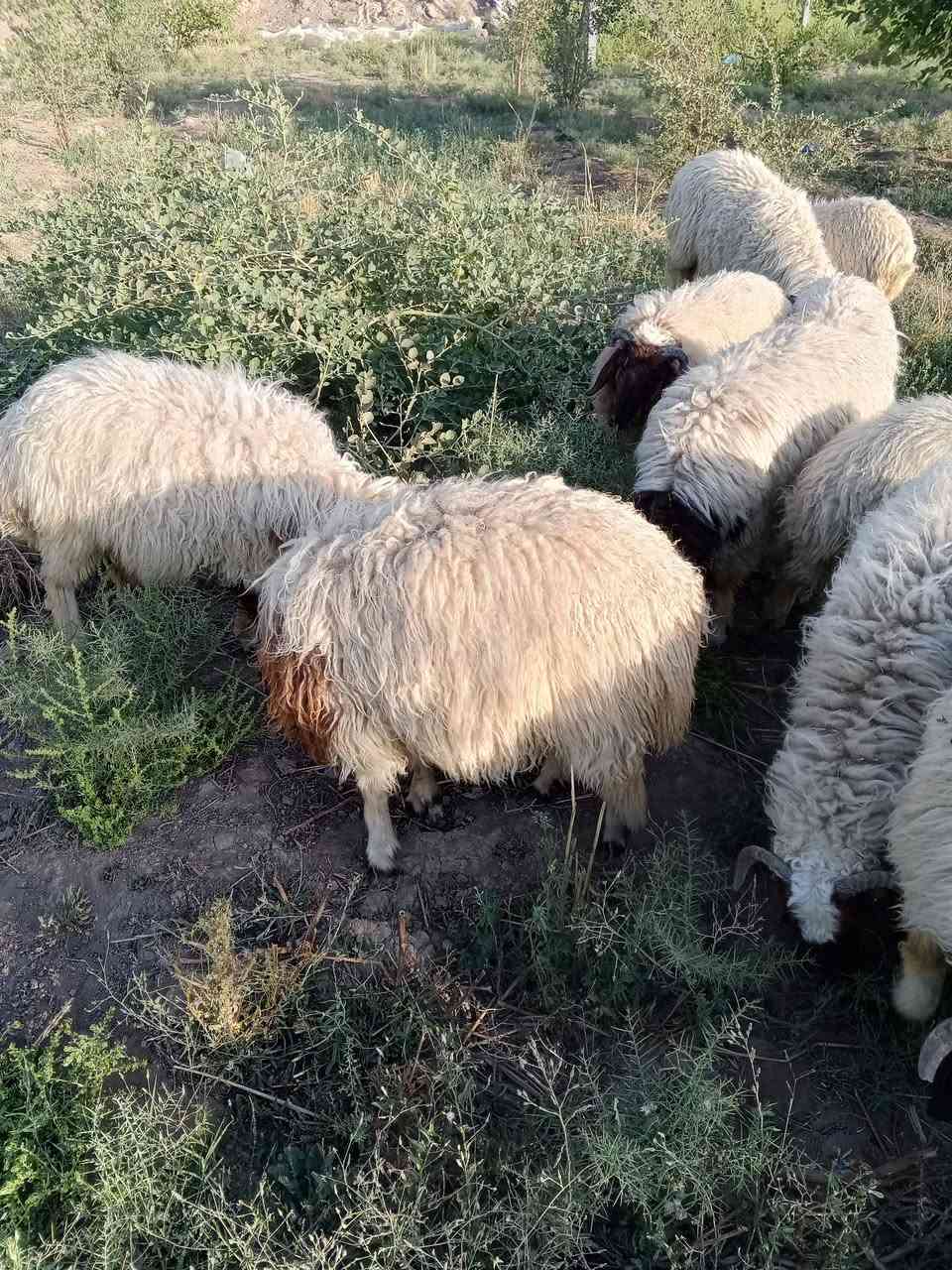 السلام عليكم حياكم الله أخوان
اذكرو الله وصلو على محمد  

طليان خير من الله شرط الصحاوه والسمن  تريد ذبح  تريد جني  بيهن بهايم   مراح واحد  الصور امامكم ....

المكان بابل/القاسم 

المشتري يتصل ***********  ويدلل حياكم الله.
