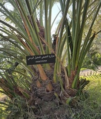 فسائل برحي حر • واسط • توصيل وضمان