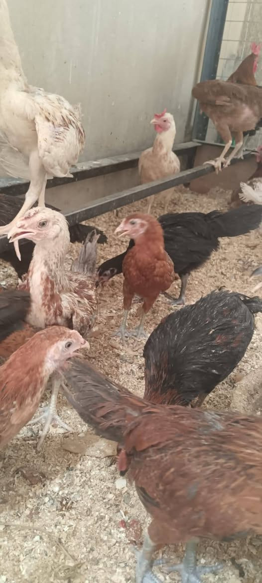 السلام عليكم
يوجد دجاج للبيع 
فروج كل اثنين 15
ويوجد دجاج بياض كل اثنين 25
***********
