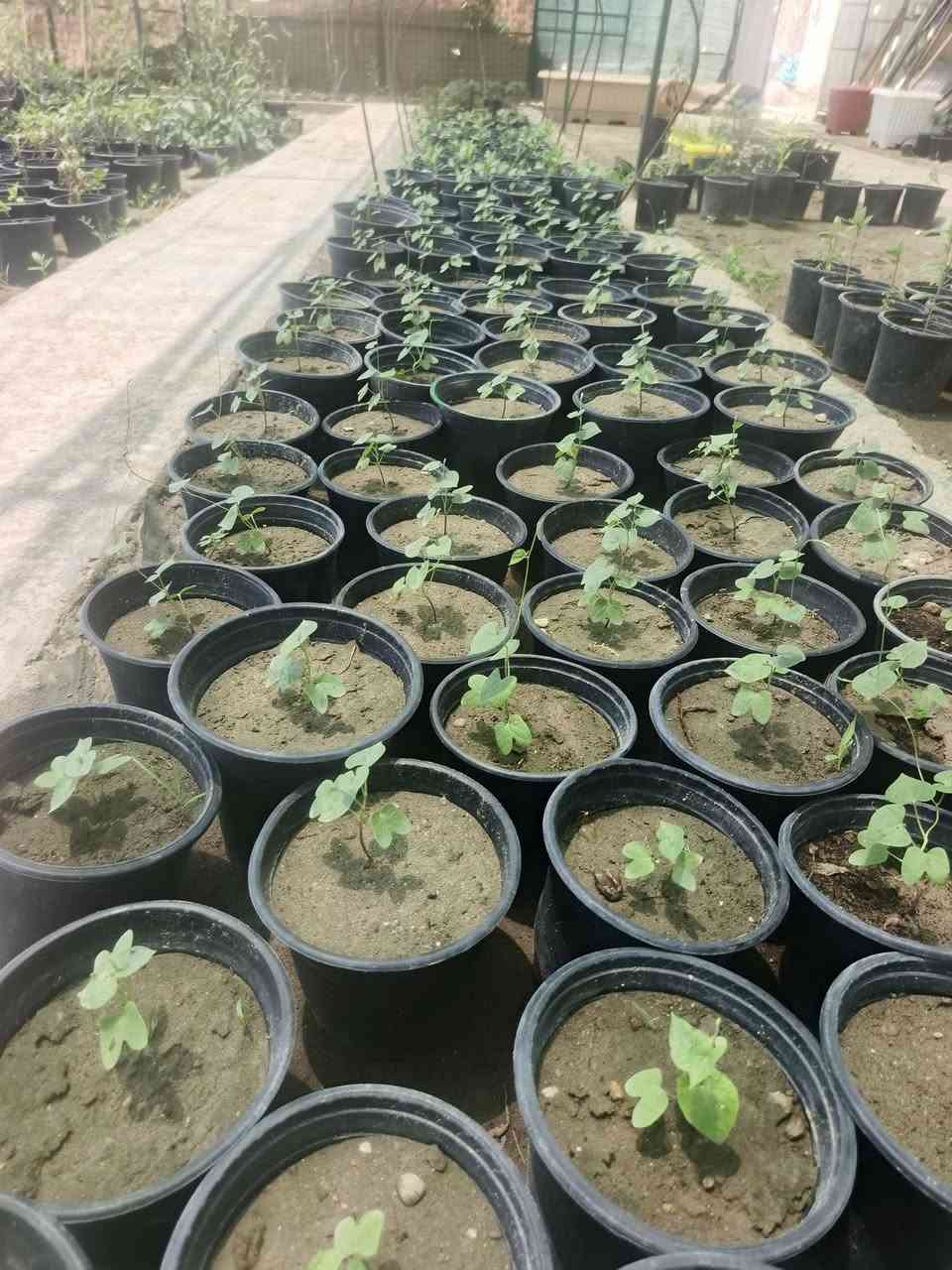 🌸 اسعار مناسبة
يتوفر نبات مجد الصباح المتسلق الوان مشكل او لون واحد موسمي 

💰 السعر: 2000 للشتلة مع التوصيل 
🎁 عرض: 3 شتلات بـ 5000  
حجم صغير نفس الصورة بس سريع 
حته بسندانه يصير 
🌿 نبات متسلق خارجي سريع النمو، يعطي منظر جميل جداً للجدران والأسوار والحدائق.
📌 مميزاته:
يحب الشمس ويحتاج سقي غزير 🌞💧
يزرع من الشهر 3 إلى 6
يزهر غالباً بالشهر 9–11
مناسب للسنادين وتنسيق الحدائق
لا يحتاج أسمدة، فقط شمس وماء
ينتج بذور ويعود يطلع من نفسه بالسنة الجاية (نبات موسمي) 🌱
أوراقه وأزهاره تعطي شكل جمالي رائع 💚
📍 العنوان:
شارع زوبع – مشتل العذاري
🚚 يوجد توصيل داخل غماس
🌿 نبتة تعطي لمسة جمال طبيعية لأي مكان


**إذا كنت صاحب هذا الإعلان وتريد حذفه لأي سبب، رجاءا أرسل رسالة إلى الدعم الفني**