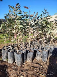 كالبتوس • رمان حلبجة • قرية شنف