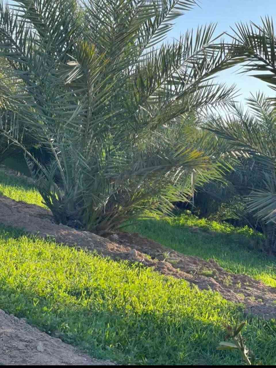 دونمين للبيع – موقع مميز على شط حمدان مباشرة
📍 الموقع: البصرة / أبي الخصيب / حمدان
📐 المساحة: دونمين
📄 الملكية: طابو صرف (سهم)
🔄 التحويل: مباشر باسم المشتري
✨ مواصفات العقار:
إطلالة مباشرة وجميلة على شط حمدان
أرض فارغة وجاهزة للبناء
موقع هادئ ومرغوب
قريب من الخدمات الأساسية
🏡 مناسب جدًا للسكن أو للاستثمار (سكني / مشاريع استثمارية)
📞 للاستفسار والاتصال:
*********** البصرة, العراق
