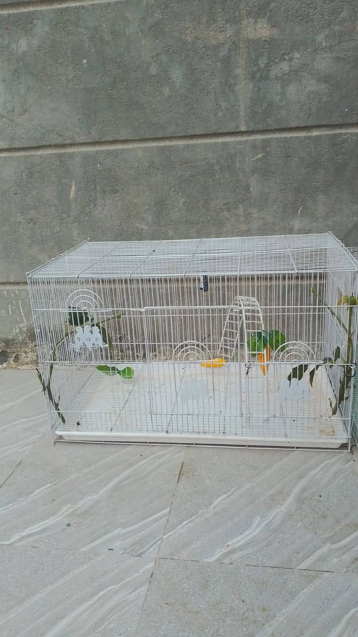 قفاصه نضاف شلع ابيعهن ب٥٠ مكاني المهيديه ***********
