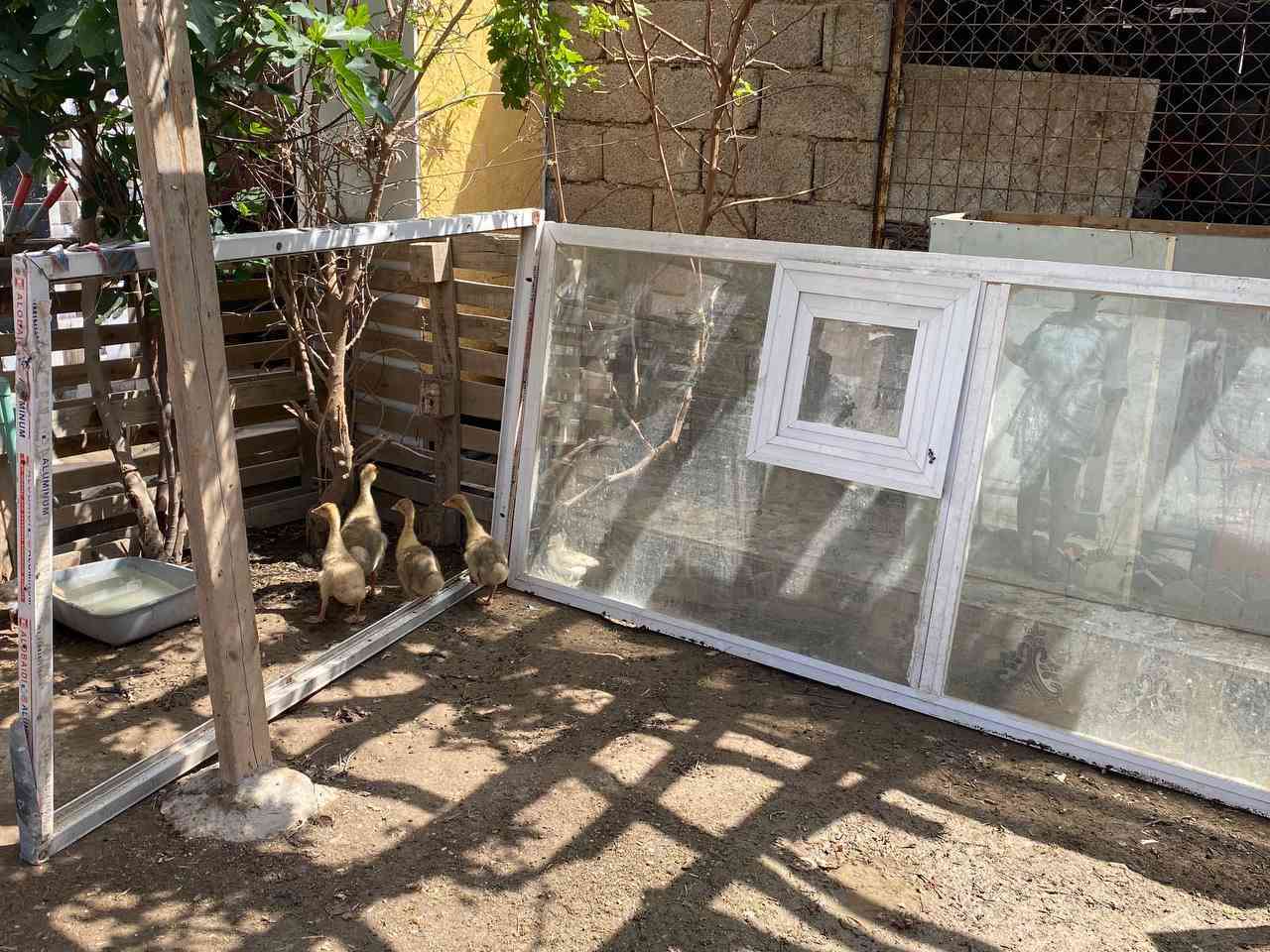 جام خانه زجاج 6ملم يصير واجهة مخبز او قاطع منور او محل السعر 55 المكان حي الحكيم ***********
