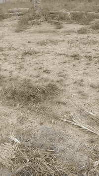 رشيده • ٢٠٠م • كهرباء