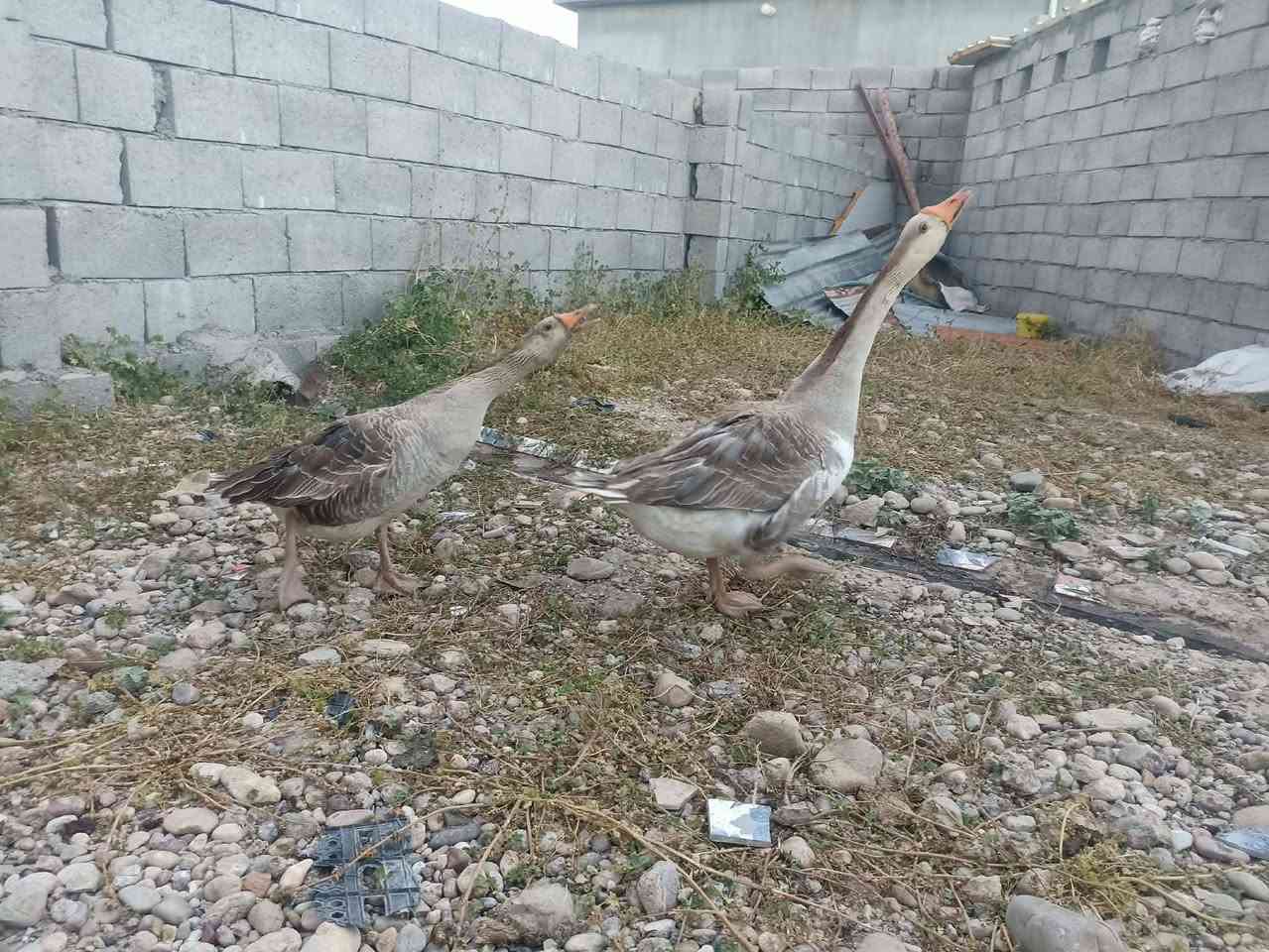 للبيع 5 بطات و زوج قاز 
البطات ب 30 وزوج القاز ب 50


**إذا كنت صاحب هذا الإعلان وتريد حذفه لأي سبب، رجاءا أرسل رسالة إلى الدعم الفني**