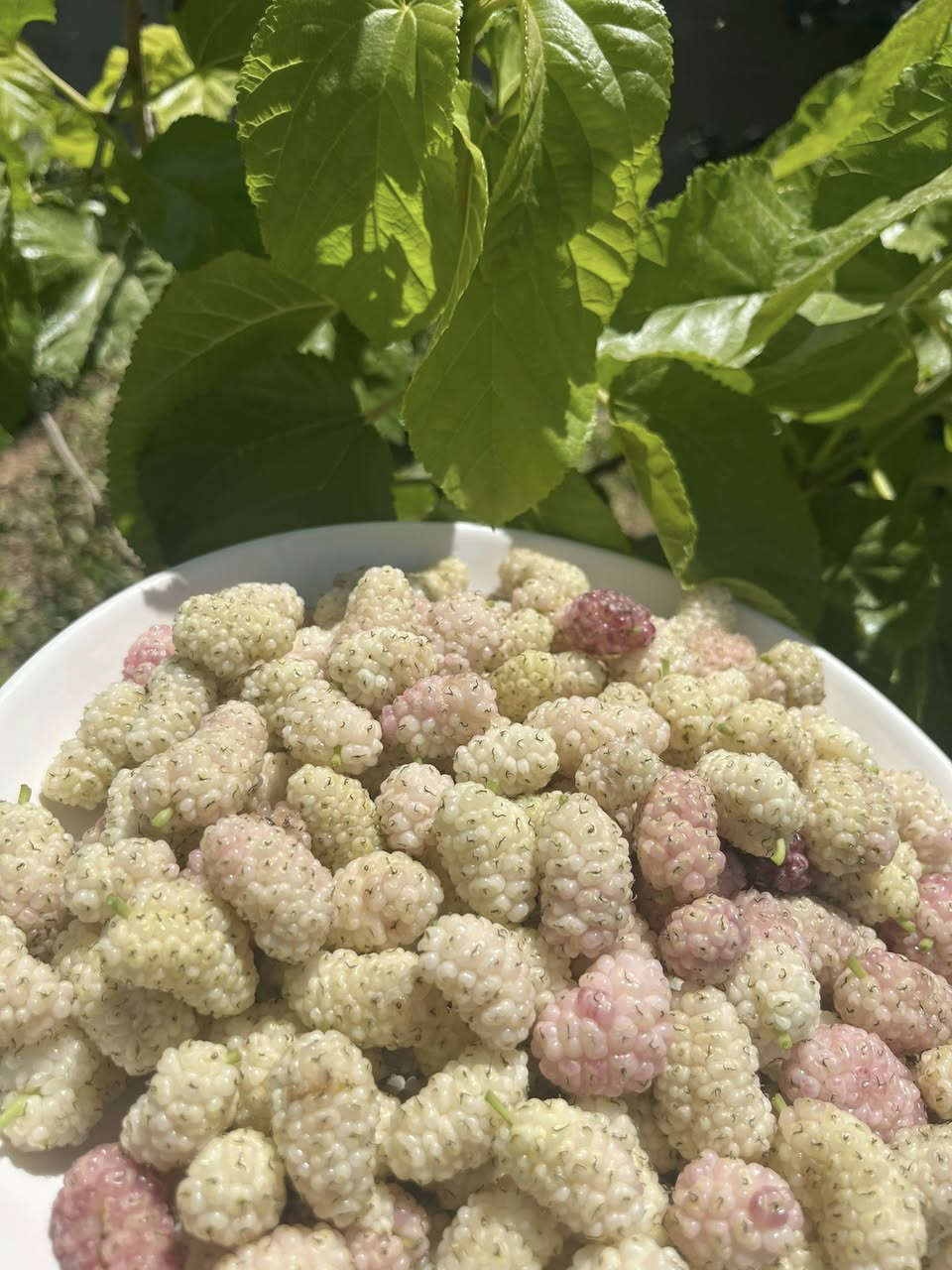 مزرعة الرضا 🍇🍇🍇🍏🍏🍏بلد
للأمانه بستان تجنن وأجواءها ريفيه وفواكه المزرعه كلها متاحه للزبون للأكل مساحتها دونمين يعني خمسه الاف متر ومتوفر كل الخدمات بيها اهلا وسهلا بضيوفنا الاعزاء
للحجز ***********
