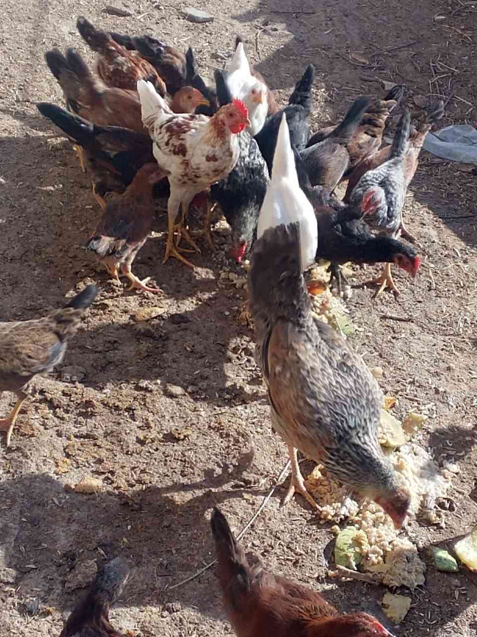 اللهم صل على محمد وال محمد يوجد دجاجات عمر اربع اشهر ملقحات لقاح رباعي شرط الصحه عدد 15بسعر مناسب المكان قلعه سكر عكيل واتساب ***********

