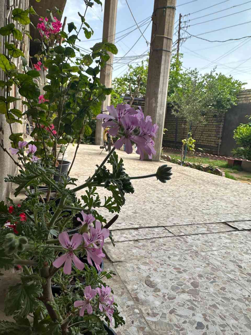 دار  ٣١٧م ركن طابقين للبيع المكان حي بدر
ركن يقع في منتصف الشارع الرئيسي عرض الشارع  ٢٠
 مساحة ٣١٧م٢
الطابق الأول متكون من غرفة نوم ٤ * ٥ واستقبال ٦ * ٤
وهول ٤,٥ * ٤ ومطبخ ٤,٥ * ٤ كيلدور ١٧٥ * ٤ ومنور ١٧٥ * ٤
صحيات ٣ * ٤  البيتونة ٢,٥ *  ٩,٥  +كراجين/ الاول  ٣ * ٩
الكراج الثاني ٢,٥ * ٧,٥
حديقة امامية  ٦ * ١٠ +طرمة  ٣ * ١٠ 
الطابق الثاني/ غرفتين نوم واحدة منهم سويت  ٥ * ٤  والغرفة الثانية ٧,٥ * ٤+ هول ٤,٥ * ٤+صحيات ٣ * ٤
ويوجد مشتمل معزول بالطابق الثاني متكون من غرفة نوم 
وهول  ومطبخ وصحيات ومنور
المنطقة متوفرة فيها مدارس ابتدائية وثانوية وخدمات تبليط مجاري 
للتواصل على الأرقام 
‭٠٧٨١ ٢٤١ ٢٢٠٠

‭٠٧٨١ ٤٦١ ٥٤٦٢‬
