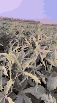 بذور بانيه درجه اولى  نوع لهلوبه  متعهد بيه انتاجيه خير من الله /وانسب...