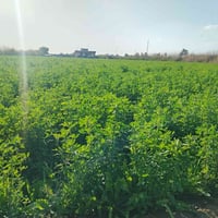 دونم • بابل جبله • للضمان