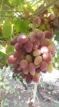 اشجار عنب عجمي • ارتفاع ٢م • حصيبة